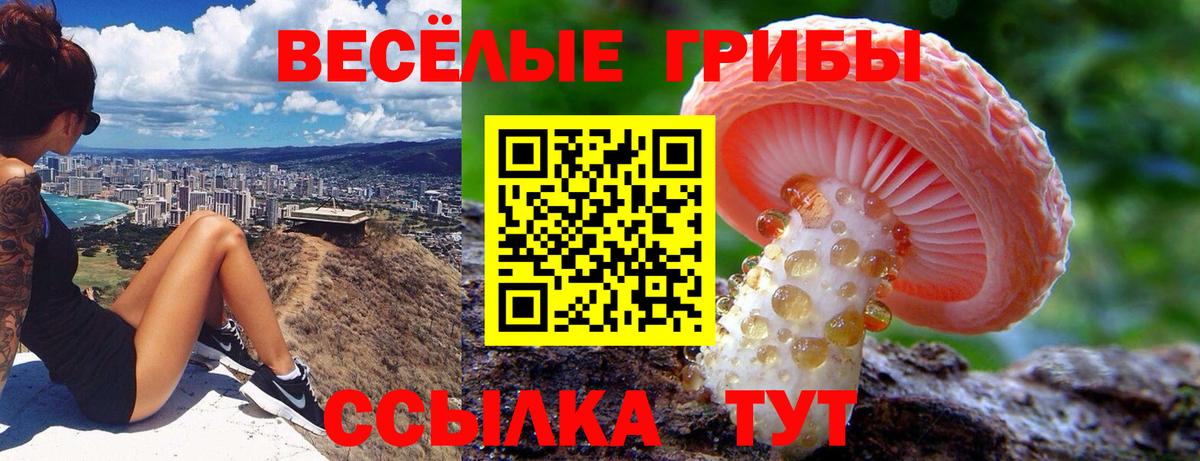 Галлюциногенные грибы Psilocybe Бердск